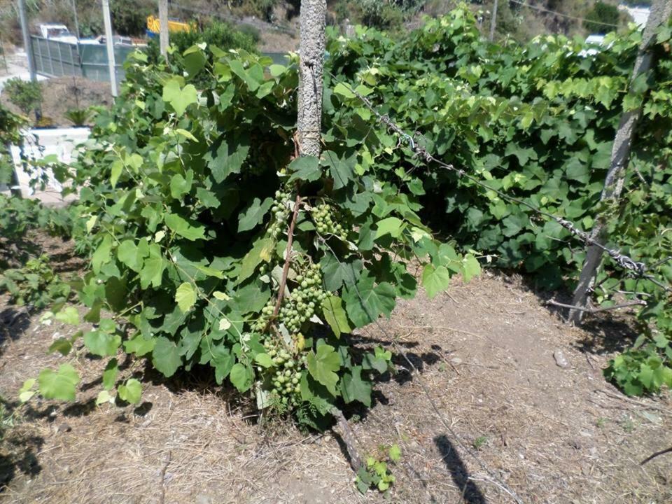 ליפארי Appartamento Rosa מראה חיצוני תמונה